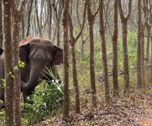 Wild Elephant Discovers Over 6lbs Of Illegal Narcotics Inside A Forest