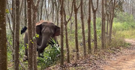 Read more about the article Wild Elephant Discovers Over 6lbs Of Illegal Narcotics Inside A Forest