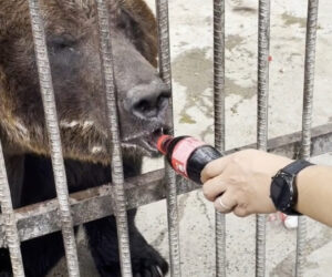 Zoo Slandered As Brown Bear Guzzles Down Coca-Cola It Got Given By Tourists