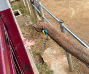  Elephant Kindly Returns Toddler’s Slipper That Fell In Its Enclosure