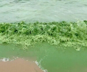 Residents Baffled As Nearby Lake Turns Bright Green