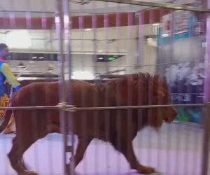 Circus Show With Bears And Lions In The Middle Of A Mall Sparks Safety Concerns