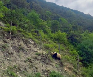 Driver Has Surprising Encounter With A Giant Panda In The Wild