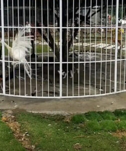 Read more about the article Runaway Dog Bites And Chases Zoo Peacocks After Breaking Into Their Cage