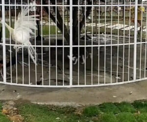 Runaway Dog Bites And Chases Zoo Peacocks After Breaking Into Their Cage