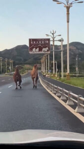 Read more about the article Two Camels Filmed Strolling Down Motorway