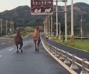 Two Camels Filmed Strolling Down Motorway