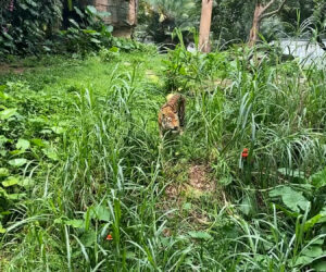 Skinny Tiger Seen Eating Grass At Its Enclosure Sparks Concerns Over Starvation