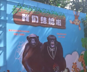 Two Apes Get ‘Hitched’ During Grand Zoo Ceremony