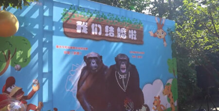 Read more about the article Two Apes Get ‘Hitched’ During Grand Zoo Ceremony