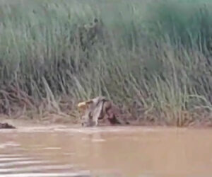 Woman Washing Clothes By River Drowned And Then Eaten By Crocodile