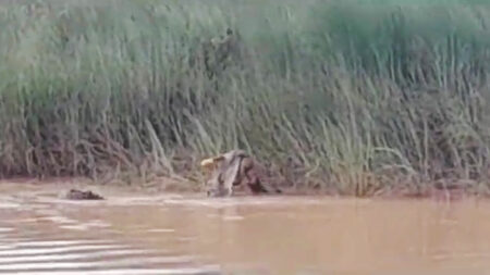 Read more about the article Woman Washing Clothes By River Drowned And Then Eaten By Crocodile