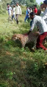 Read more about the article Shocking Video Shows Villagers Torment A Sick Leopard Wandering Through Indian Forest