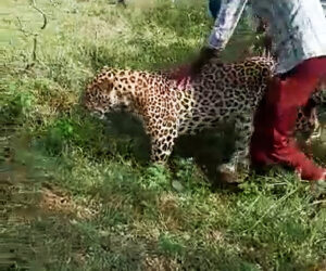Shocking Video Shows Villagers Torment A Sick Leopard Wandering Through Indian Forest