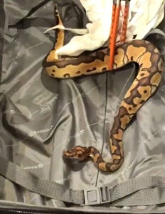 Read more about the article Smuggler Detained After Border Control In India Find 47 Snakes And Two Lizards In His Trolley Bag