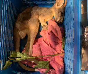 Wildlife Trafficker Seized With Dead Baby Kangaroo In Luggage