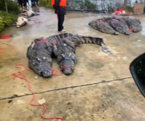 Severe Floods Allow More Than 70 Crocodiles To Escape