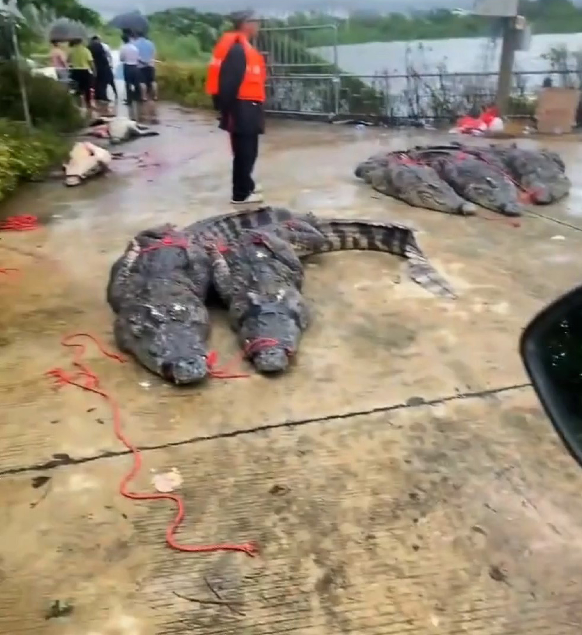 Severe Floods Allow More Than 70 Crocodiles To Escape