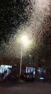 Read more about the article  Flying Insects Swarm City, Spark Worries Of Natural Disaster