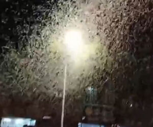  Flying Insects Swarm City, Spark Worries Of Natural Disaster