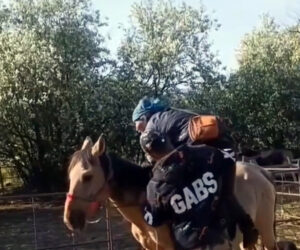 72-Year-Old Woman Herds Cows On Horseback