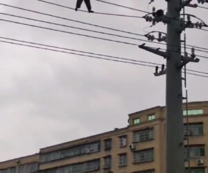  Biker Climbs Power Cable In Bid To Escape Fine For Not Wearing A Helmet