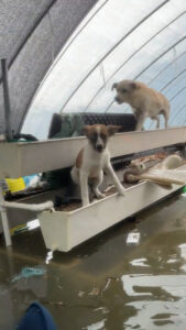 Read more about the article Woman Pulls Soaked Pups From Flooded Shelter After Severe Storm