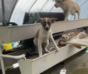 Woman Pulls Soaked Pups From Flooded Shelter After Severe Storm