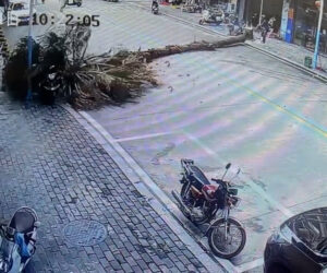  Moment Woman On Scooter Is Hit By Falling Palm Tree After Ignoring Warnings