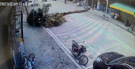 Read more about the article  Moment Woman On Scooter Is Hit By Falling Palm Tree After Ignoring Warnings