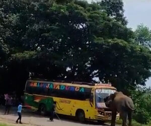 Moment Elephant Goes On Rampage In India And Attacks Bus Full Of Terrified Passengers