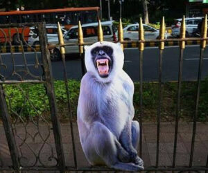 India Hires Monkey Mimics To Protect G20 Summit From Marauding Macaques
