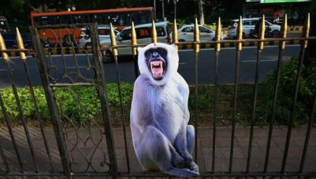 Read more about the article India Hires Monkey Mimics To Protect G20 Summit From Marauding Macaques