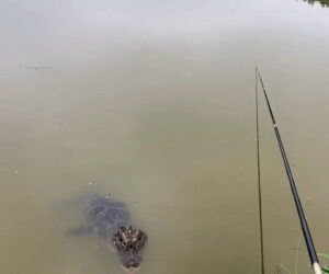 Woman Befriends Large Alligator While Fishing