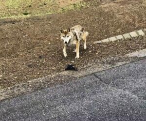 Wild Wolf Acts Like Puppy And Even Wags Tail To Beg Food