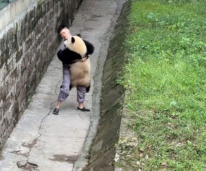 Panda Cub Jumps Into Keeper’s Arms For A Warm Embrace