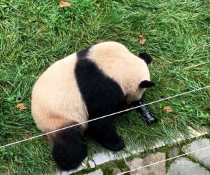 Cheeky Bear Munches On A Camera Dropped By Tourist