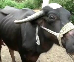 Hungry Buffalo Gulps Down Gold Necklace Worth GBP 2K