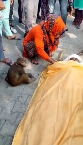 Read more about the article Grieving Monkey Travels 25 Miles With Body Of Man Who Fed Him To Attend His Funeral