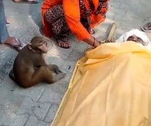 Grieving Monkey Travels 25 Miles With Body Of Man Who Fed Him To Attend His Funeral
