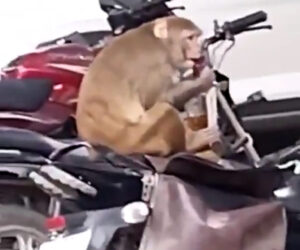 Cheeky Primate Tries To Open Bottle Of Whisky Stolen Friom Biker On National Not Drinking Day