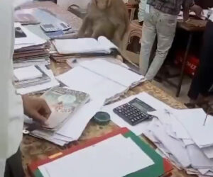 Moment Monkey Takes Over Lawyer’s Office And Rummages Through Paperwork