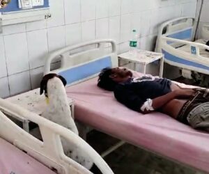 Stray Dog Laps Up Patient’s Drink In Hospital Ward