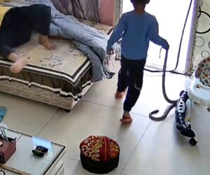 Six-Year-Old Boy Drags Giant Snake Into Home And Scares Grandma