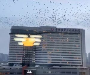 Hundreds Of Black Birds Hover Above A Hospital