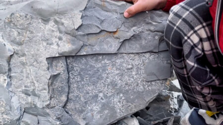 Read more about the article  Five-Year-Old Boy Uncovers 500-Million-Year-Old Fossil On Family Hike