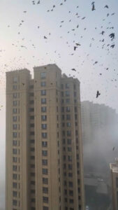 Read more about the article Residents Encounter Horror-Like Scene As Crows Swarm Building Rooftops Amid Heavy Fog