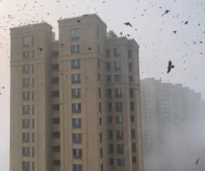 Residents Encounter Horror-Like Scene As Crows Swarm Building Rooftops Amid Heavy Fog