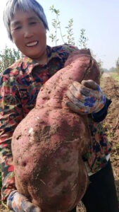 Read more about the article Female Farmer Digs Up Gigantic 30-Lbs Sweet Potato