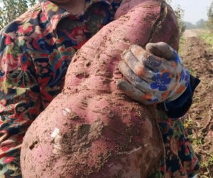 Female Farmer Digs Up Gigantic 30-Lbs Sweet Potato